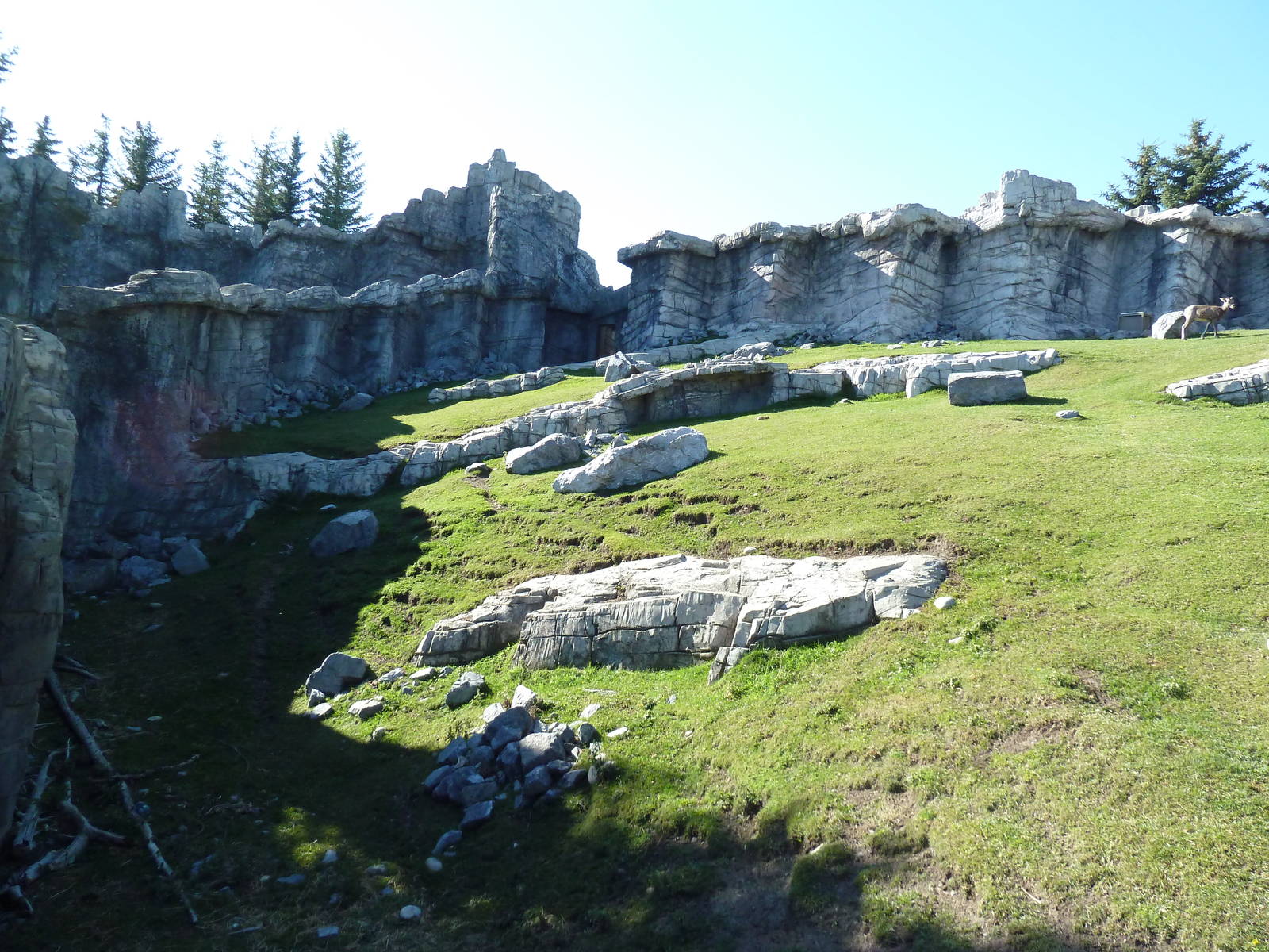 Canadian Wilds - Bighorn Sheep Exhibit