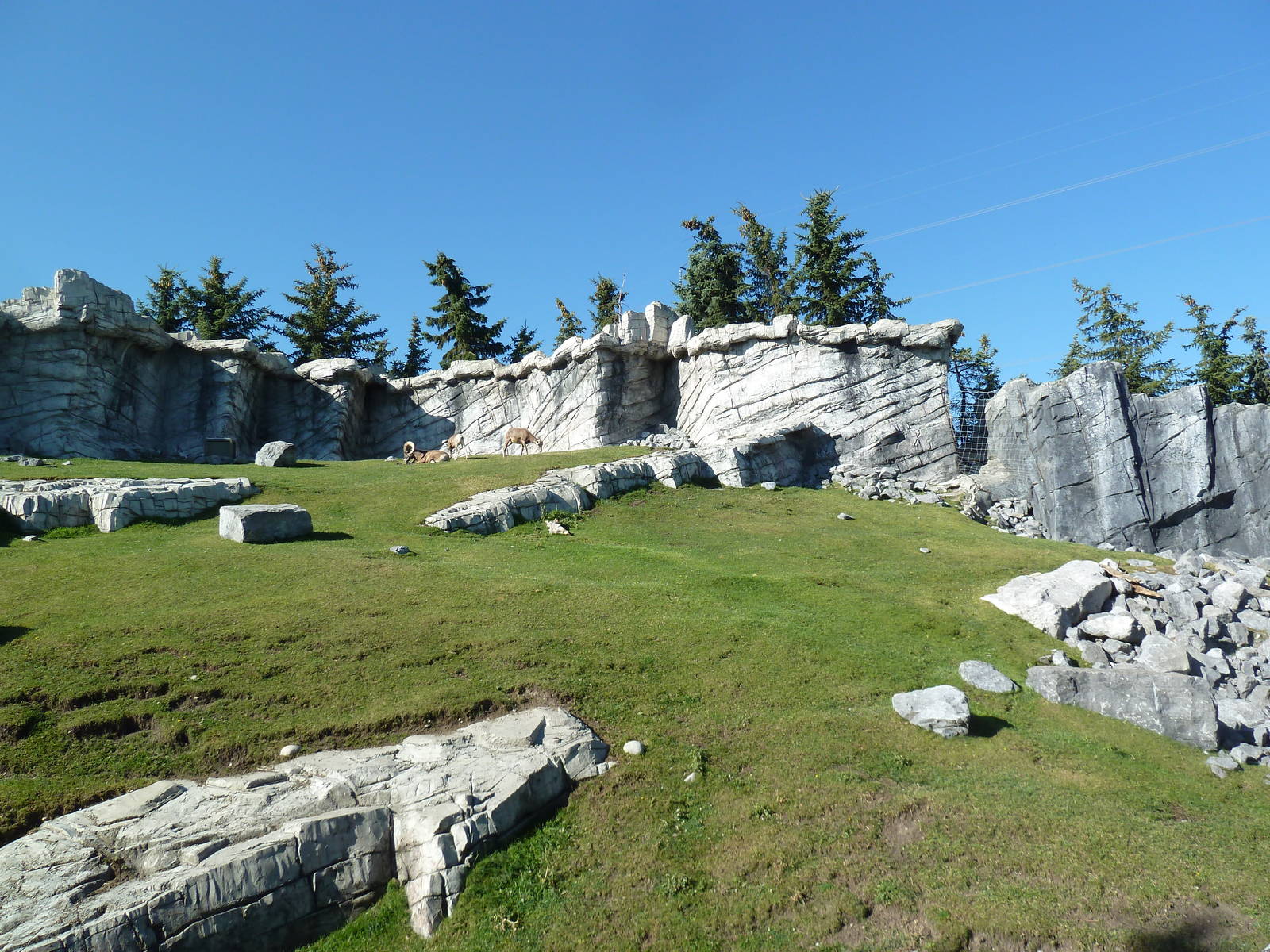 Canadian Wilds - Bighorn Sheep Exhibit