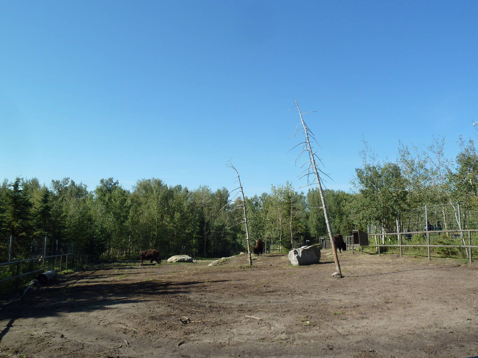 Canadian Wilds - Bison Exhibit