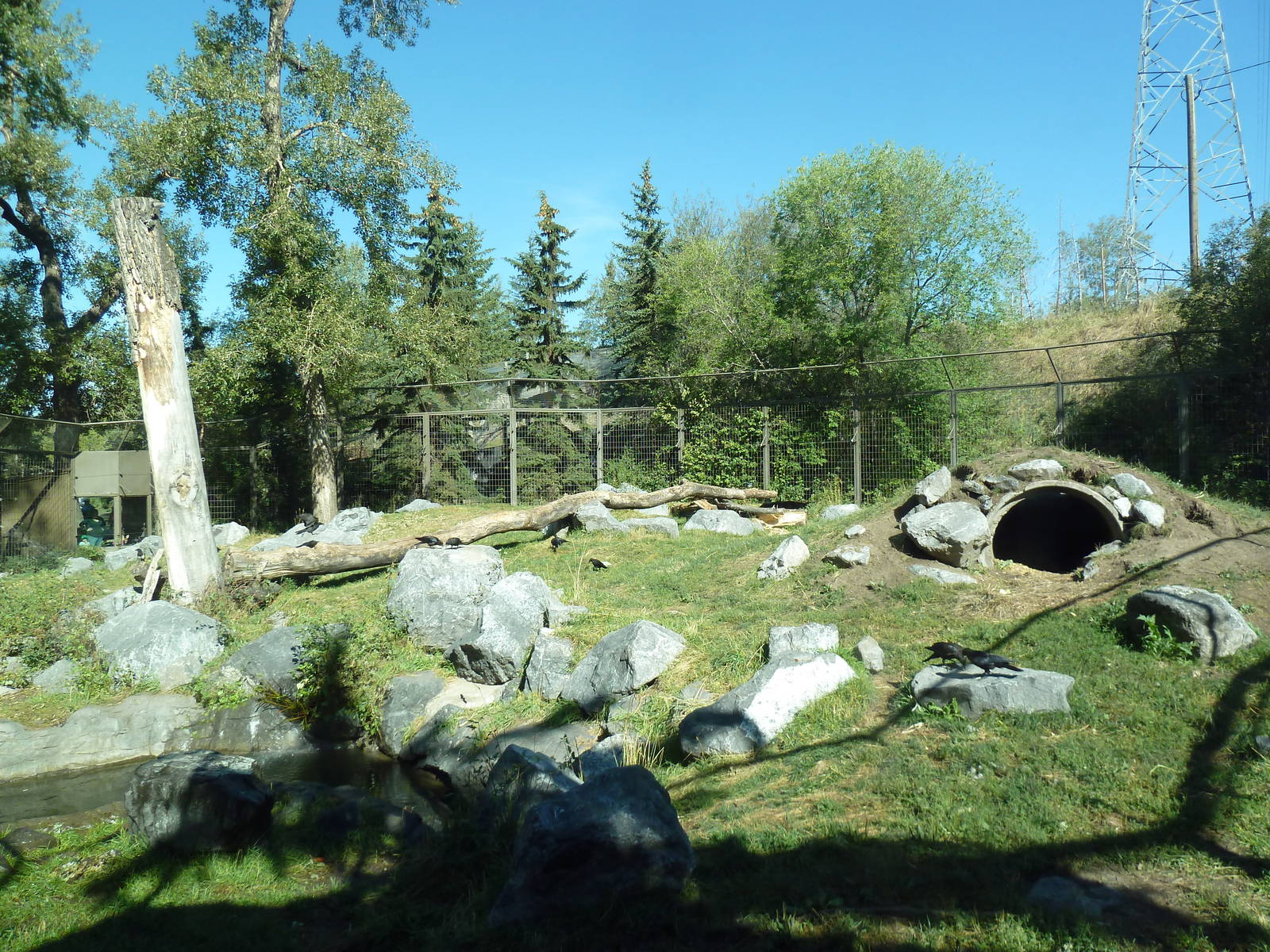 Canadian Wilds - Black Bear Exhibit