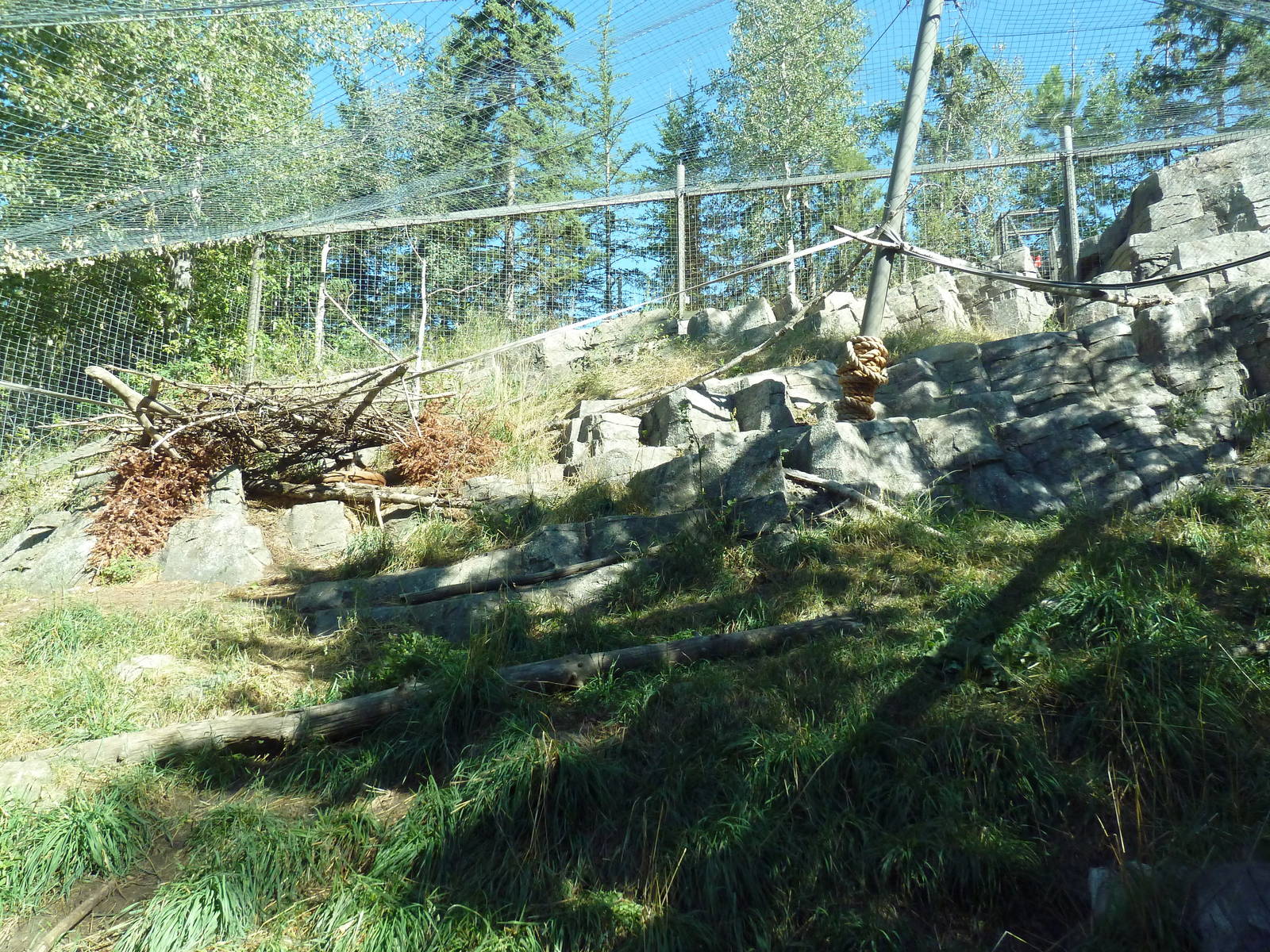 Canadian Wilds - Cougar Exhibit