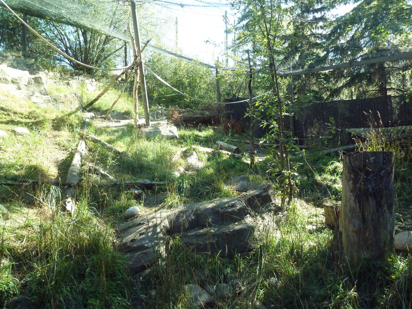 Canadian Wilds - Cougar Exhibit