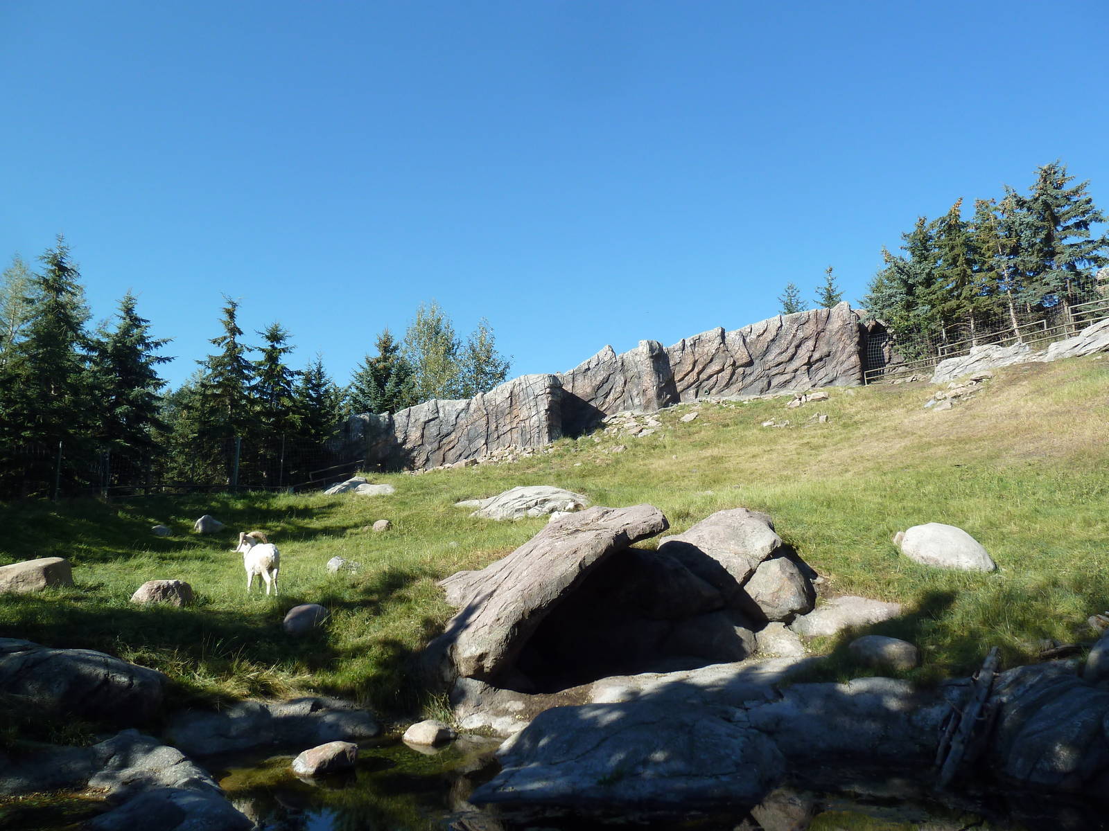 Canadian Wilds - Dall Sheep Exhibit