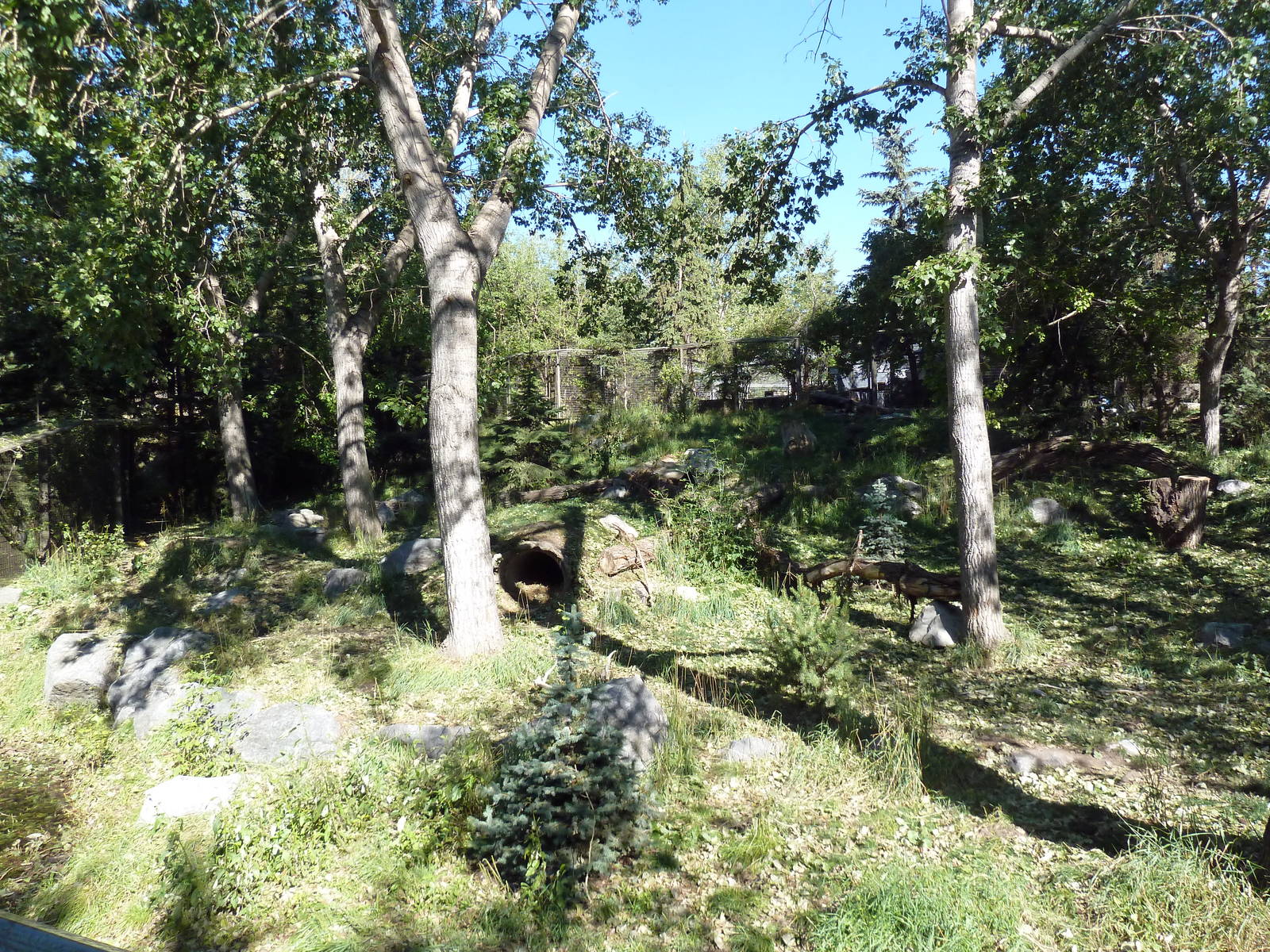 Canadian Wilds - Grey Wolf Exhibit