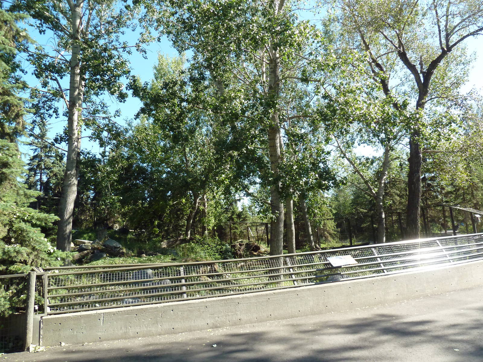 Canadian Wilds - Grey Wolf Exhibit