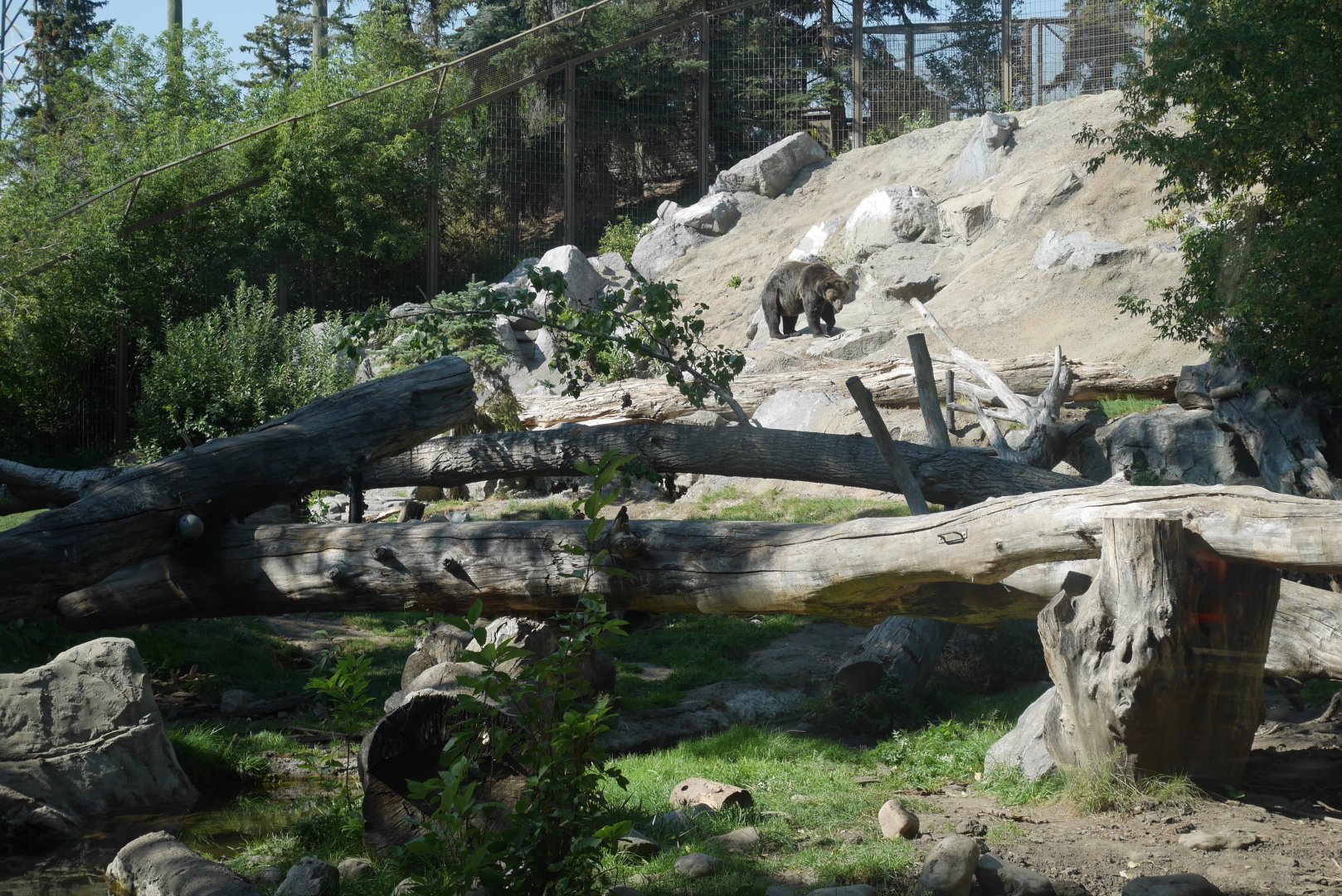 Canadian Wilds Grizzly Bear Exhibit Hillside (Summer 2022)