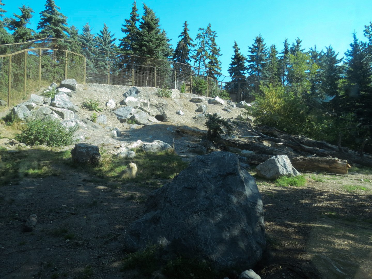 Canadian Wilds - Grizzly Bear Exhibit