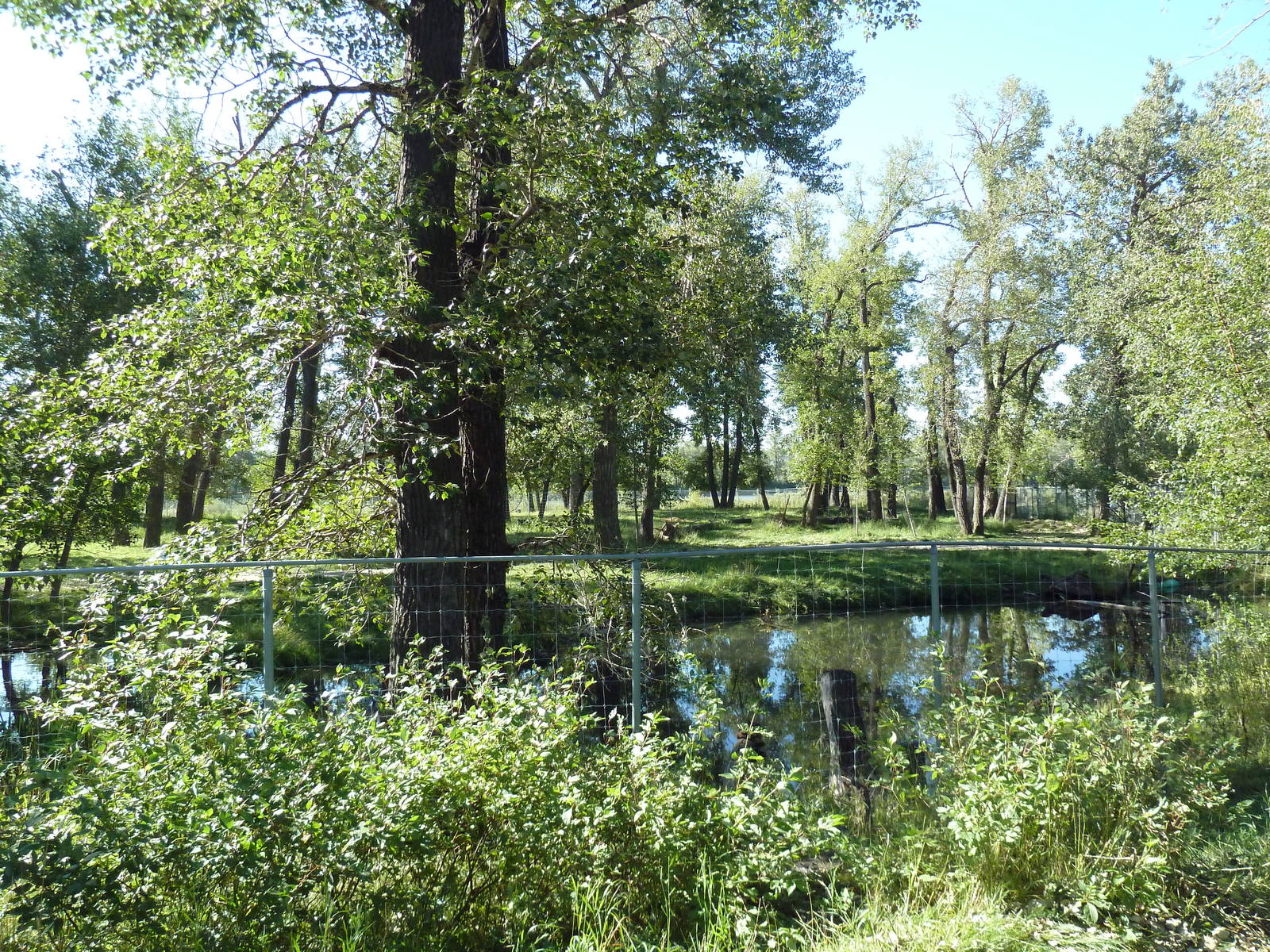Canadian Wilds - Mule Deer Exhibit (it used to be a walk-through enclosure)