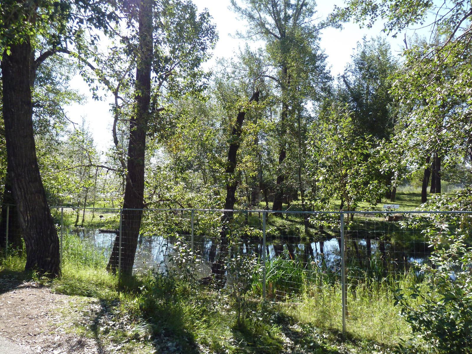 Canadian Wilds - Mule Deer Exhibit (it used to be a walk-through enclosure)