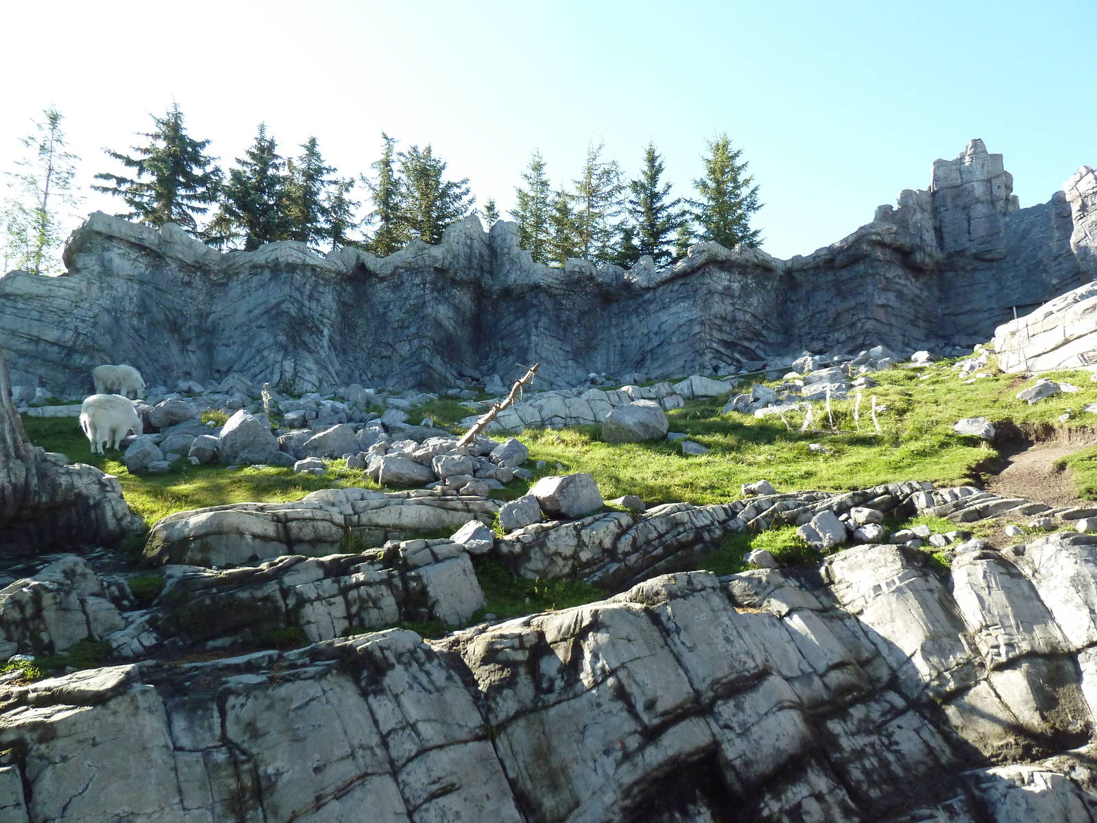Canadian Wilds - Rocky Mountain Goat Exhibit