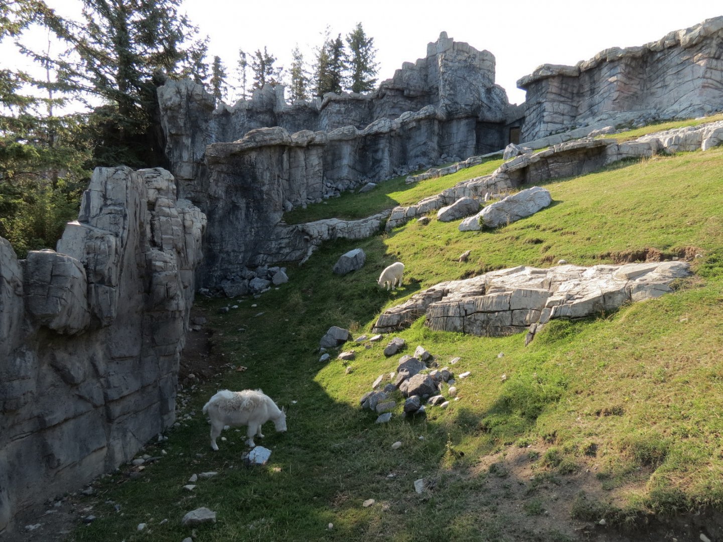 Canadian Wilds - Rocky Mountain Goat Exhibit