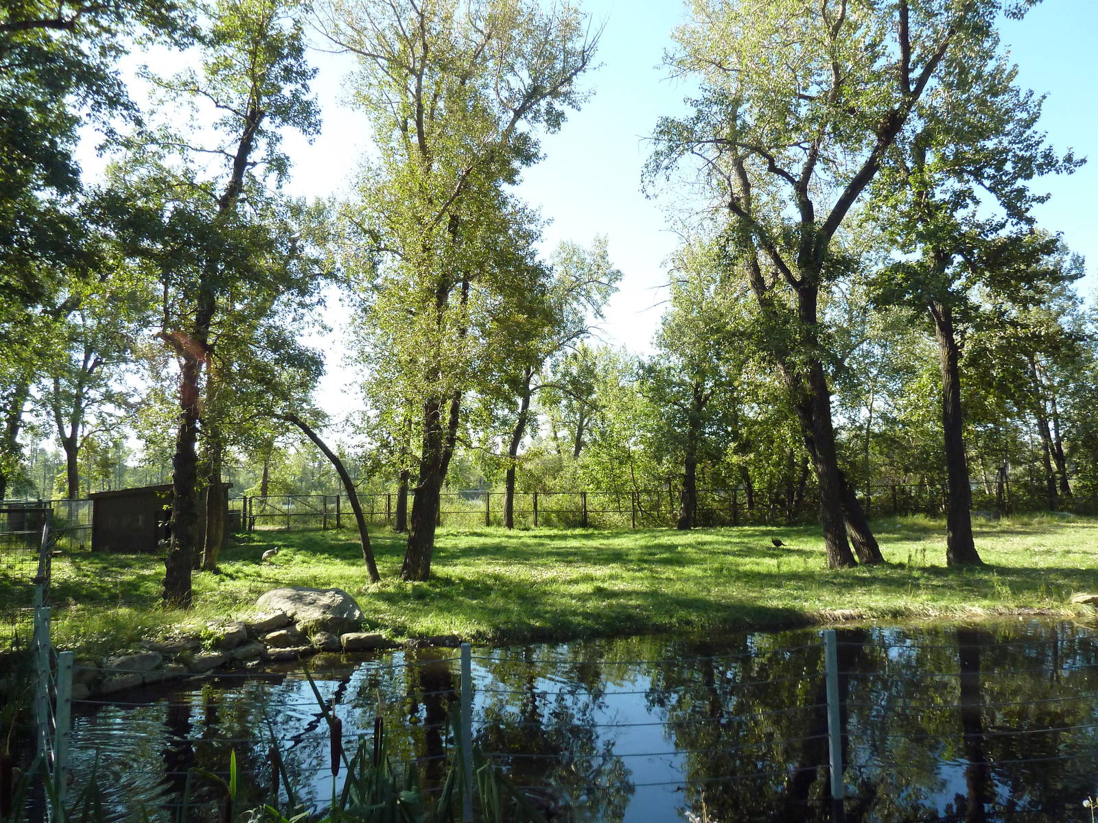 Canadian Wilds - Sandhill Crane/Wild Turkey Exhibit (ex-moose enclosure)