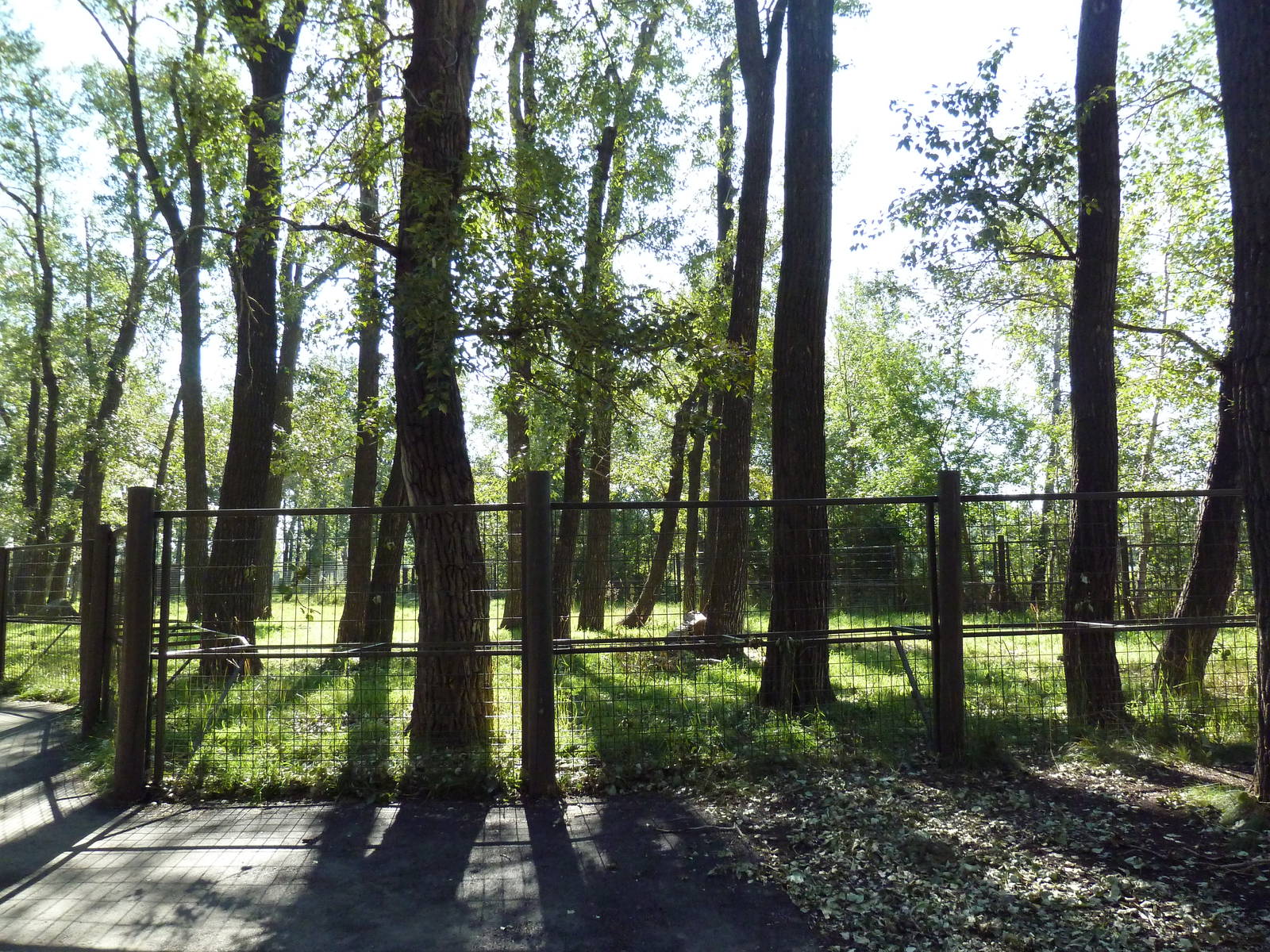 Canadian Wilds - Sandhill Crane/Wild Turkey Exhibit (ex-moose enclosure)