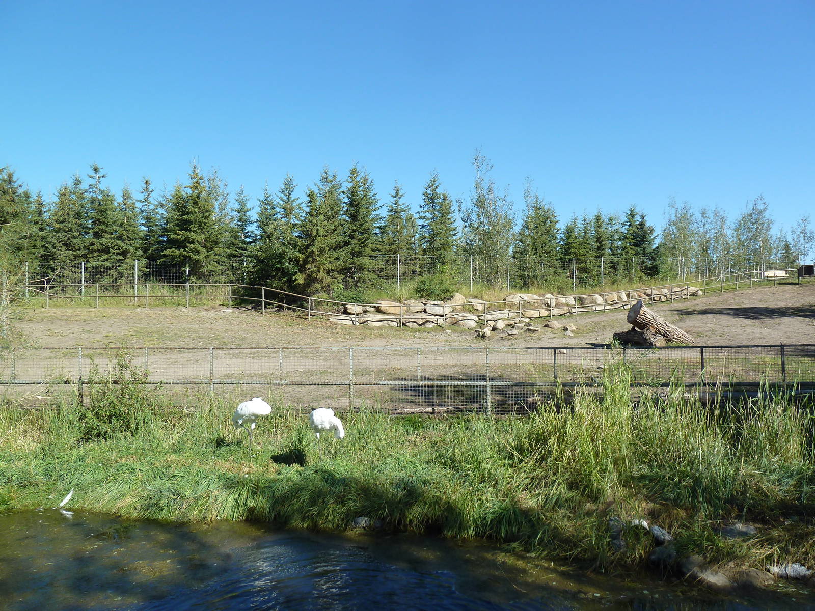 Canadian Wilds - Whooping Crane + Bison Exhibits