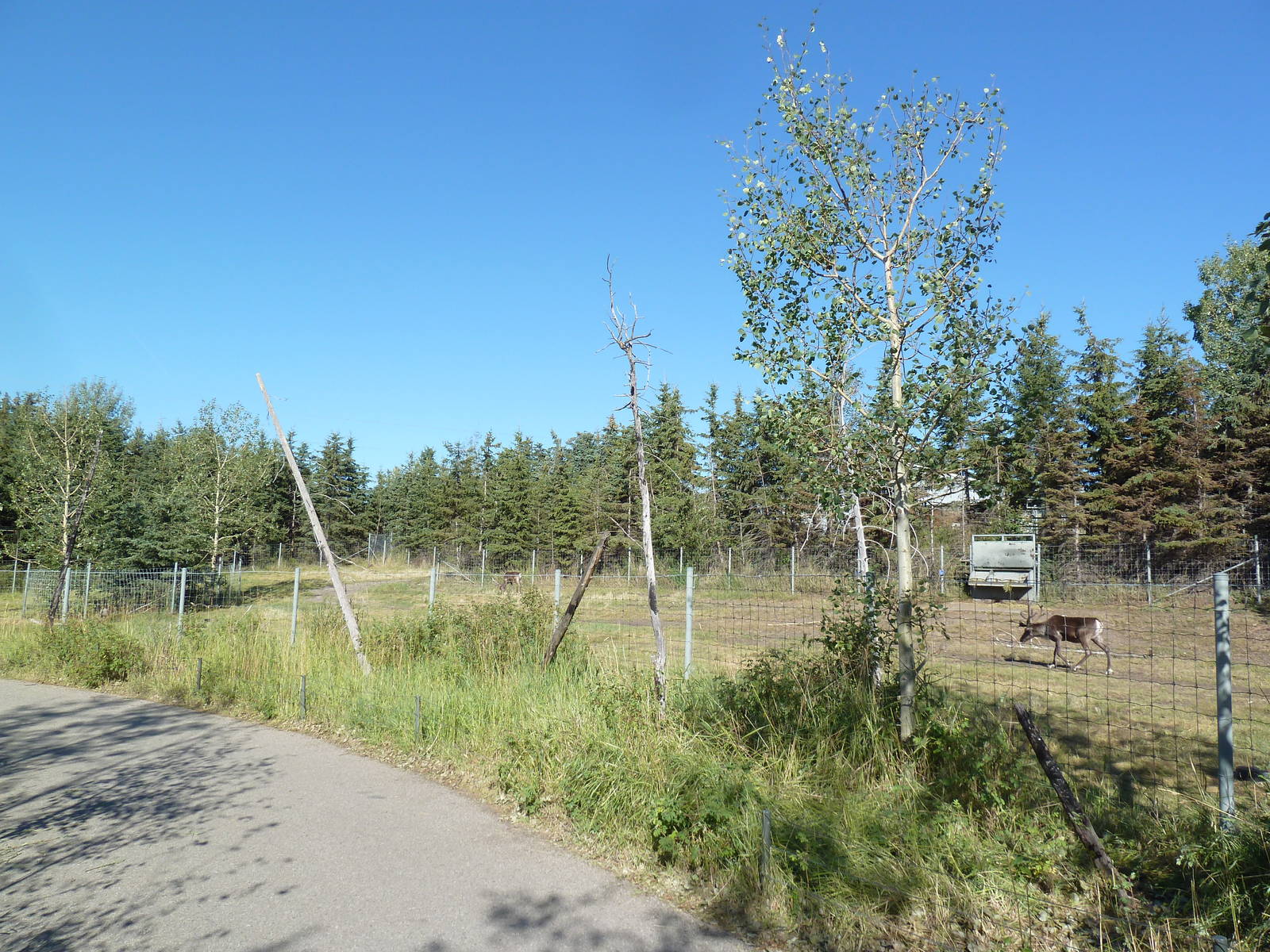 Canadian Wilds - Woodland Caribou Exhibit