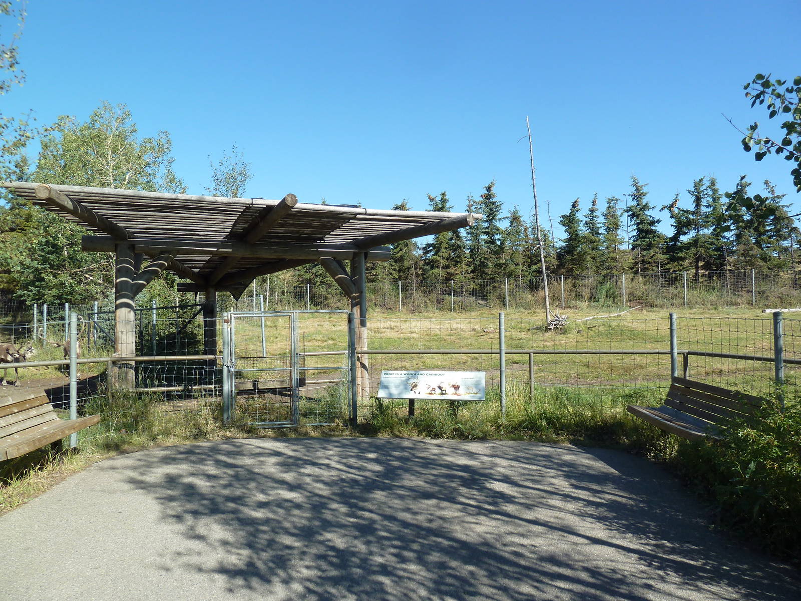 Canadian Wilds - Woodland Caribou Exhibit