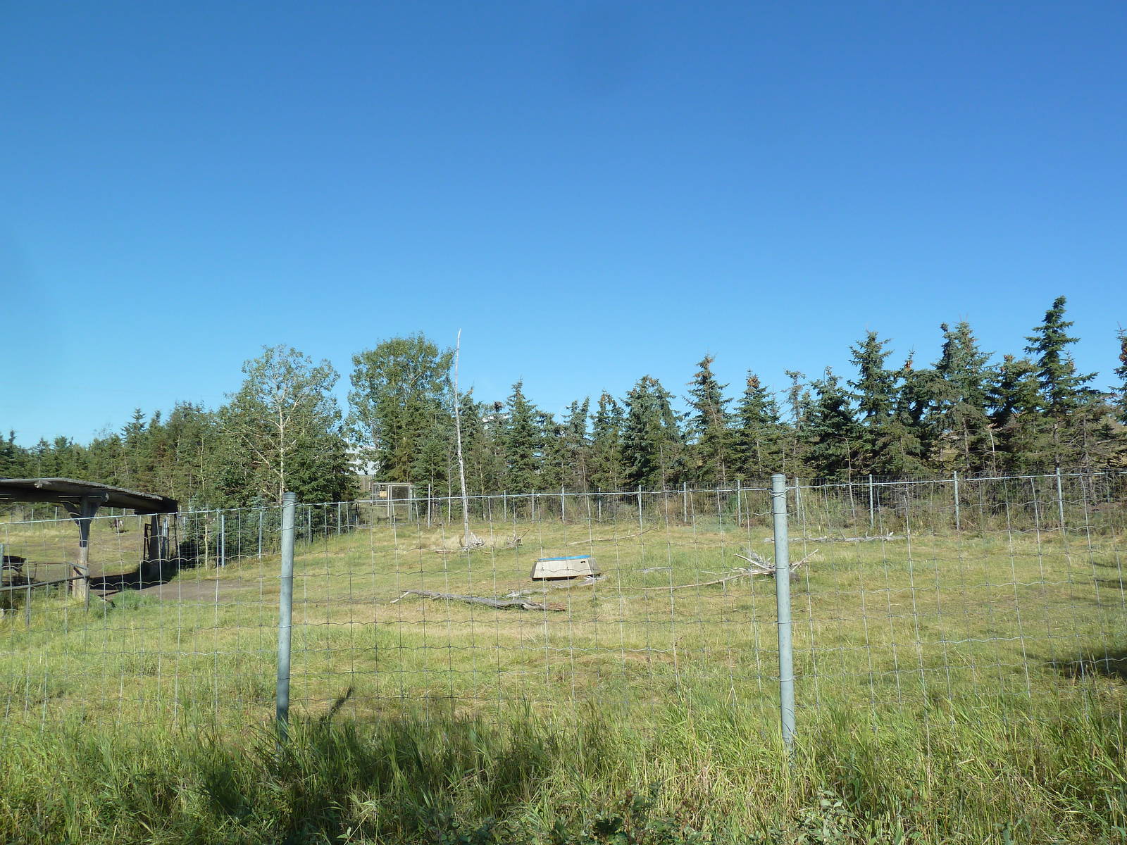 Canadian Wilds - Woodland Caribou Exhibit