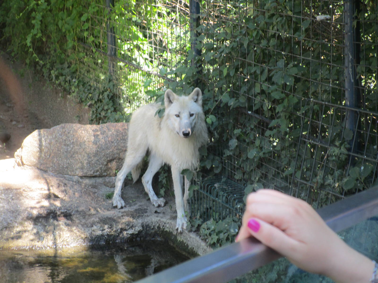 Canadian Wolf - 3/7/15