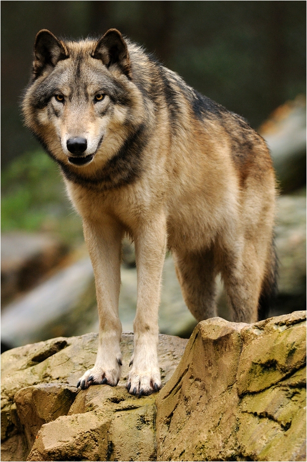 Canadian wolf at Wildpark Lüneburger Heide