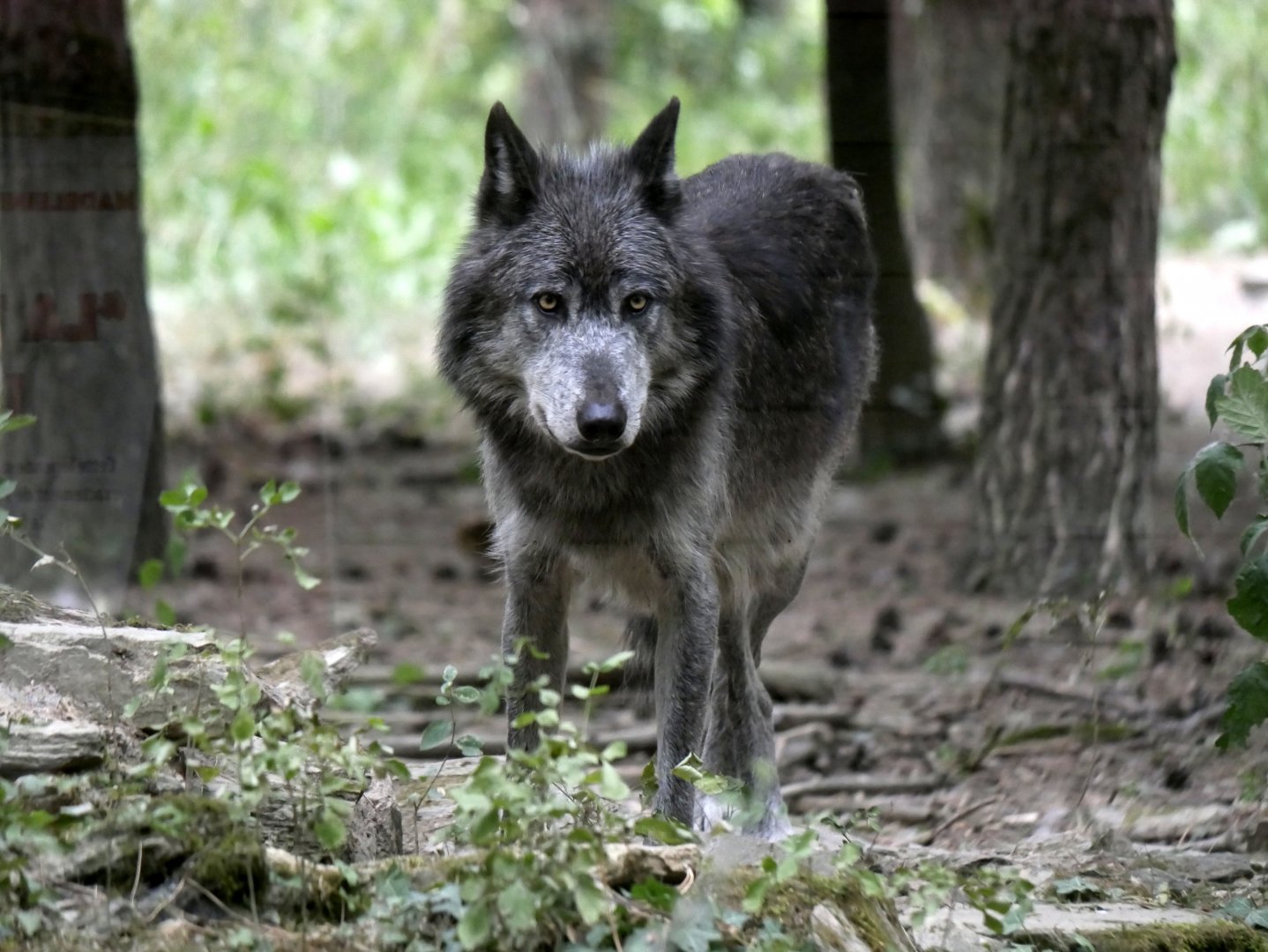 Canadian wolf (Canis lupus occidentalis) - Legendia Parc