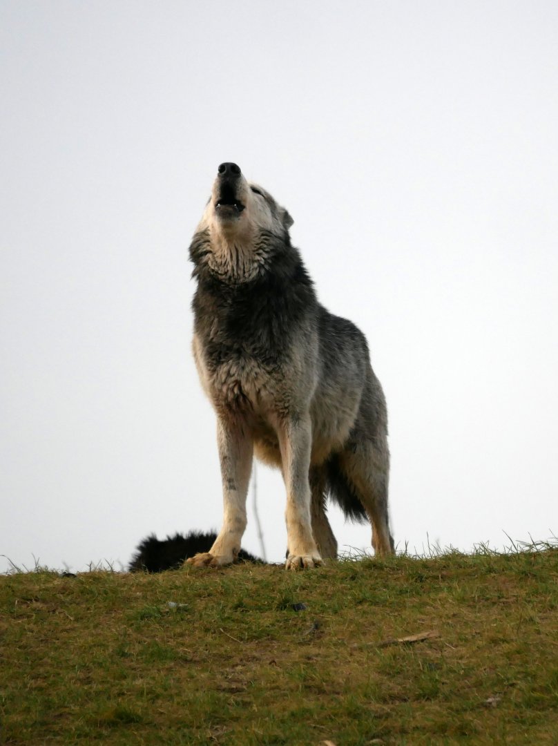 Canadian wolf (Canis lupus occidentalis)