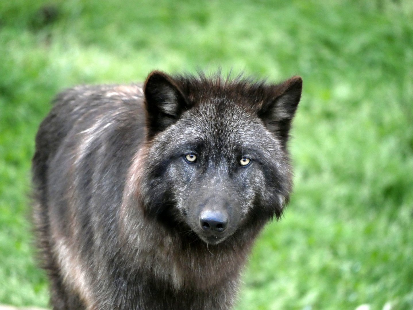 Canadian wolf (Canis lupus occidentalis)
