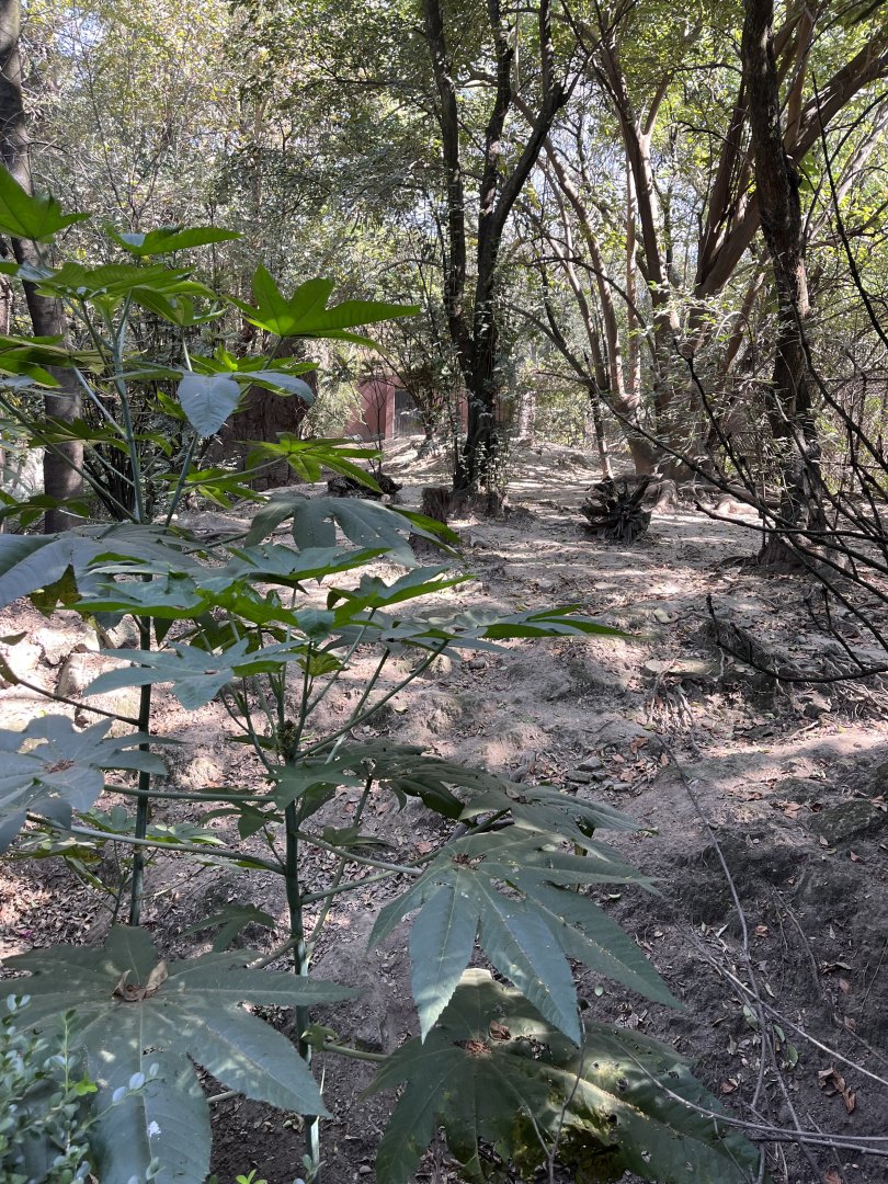 canadian wolf exhibit