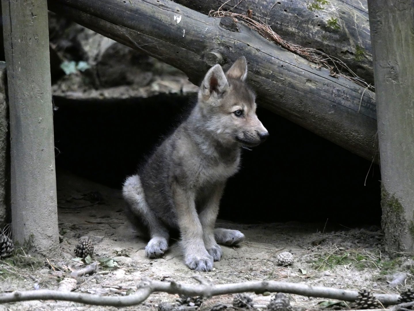 Canadian wolf pup (Canis lupus occidentalis) - Legendia Parc