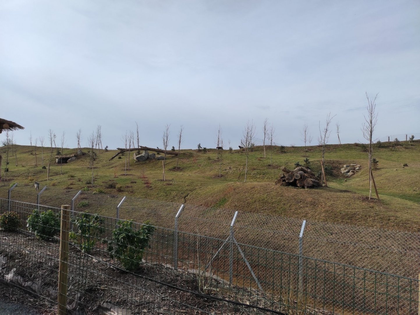 Canadian wolves exhibit