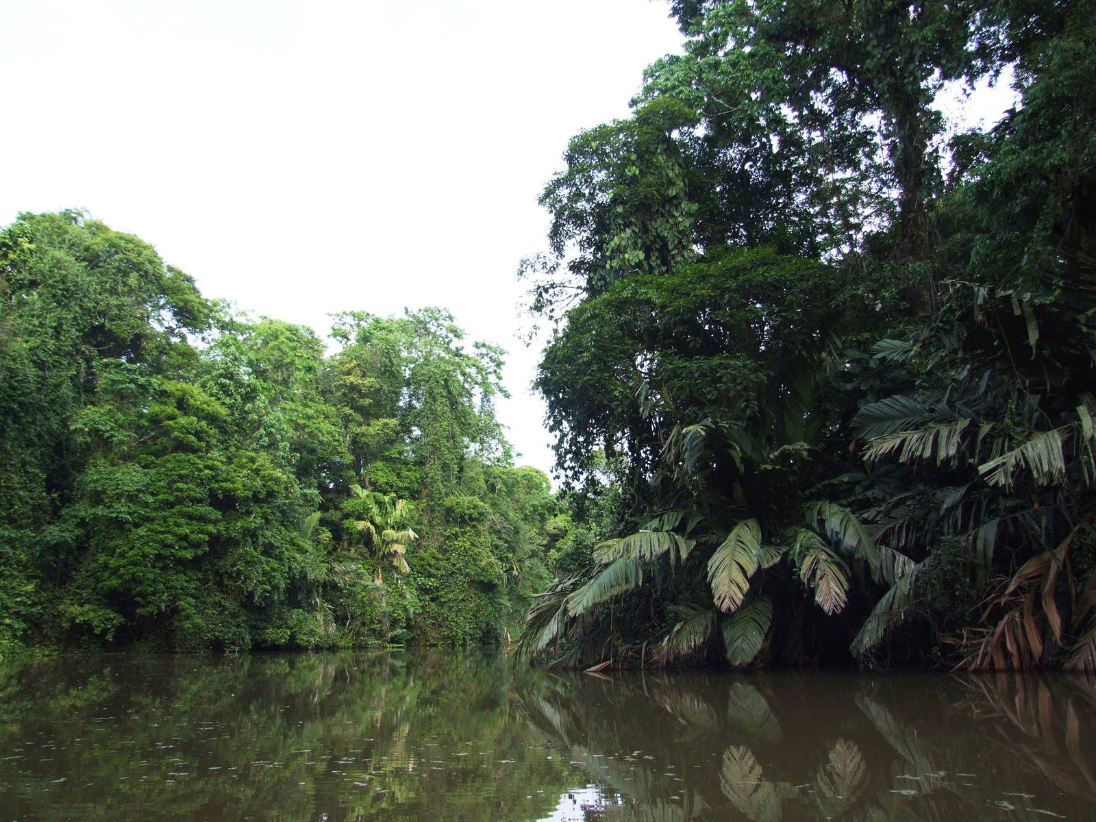 Canals of Tortuguero, 13/04/14