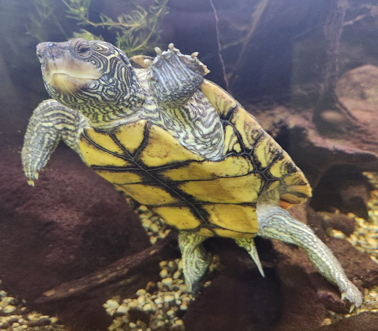 CanalWay Center - Graptemys geographica