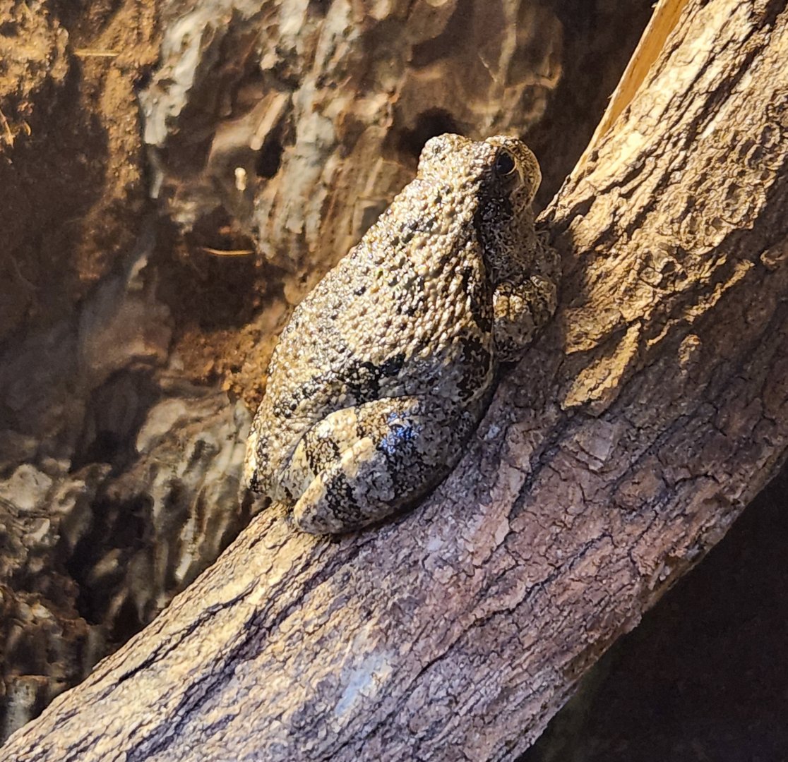 CanalWay Center - Hyla versicolor