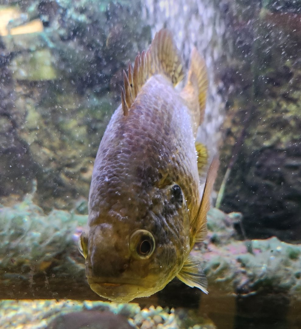 CanalWay Center - Warhead fish