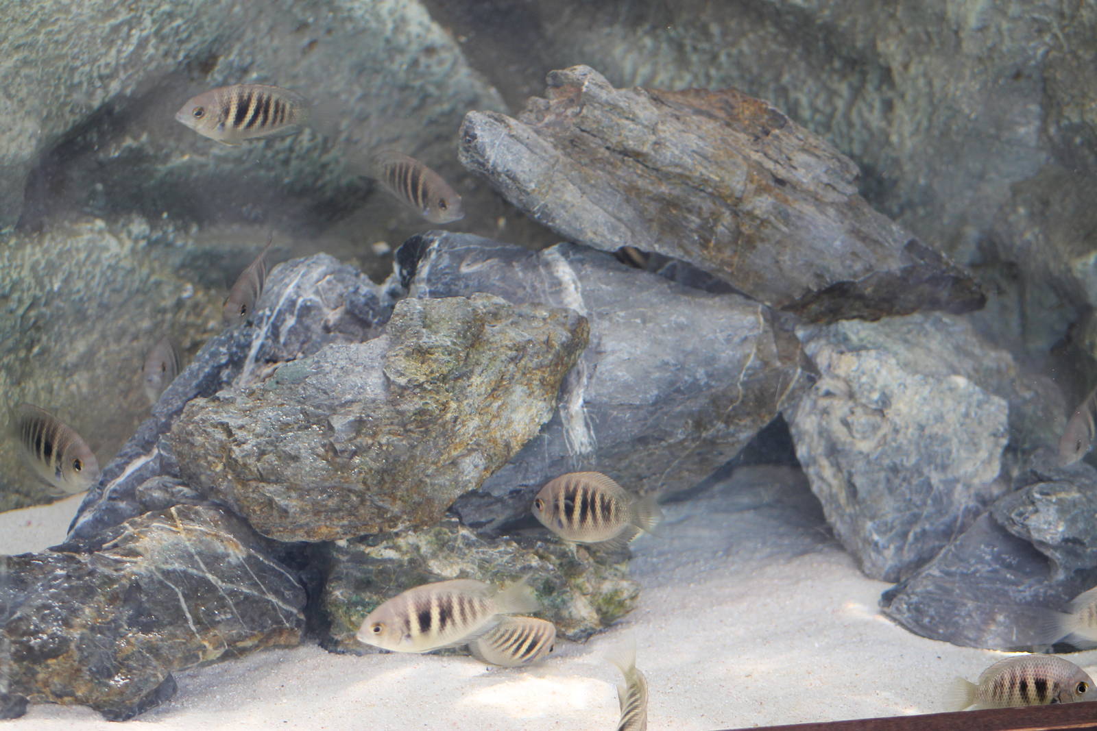 Canara pearlspot cichlids (Etroplus canarensis)