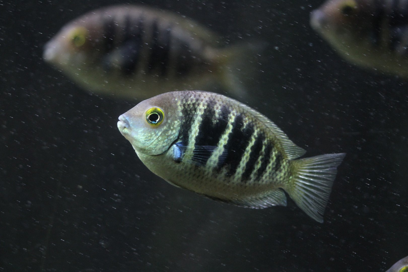 Canara pearlspot (Etroplus canarensis)