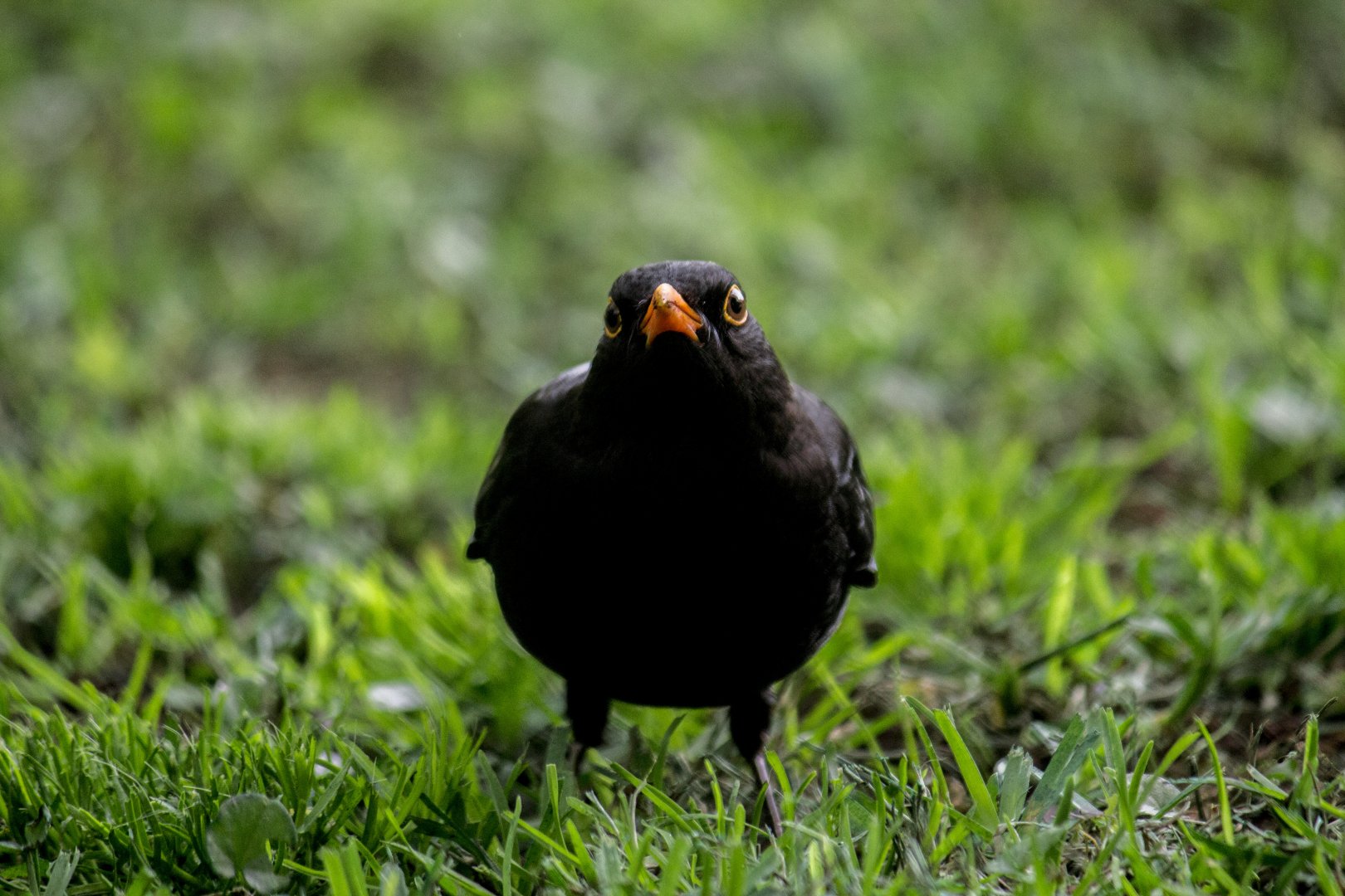 Canarian blackbird, Turdus merula cabrerae