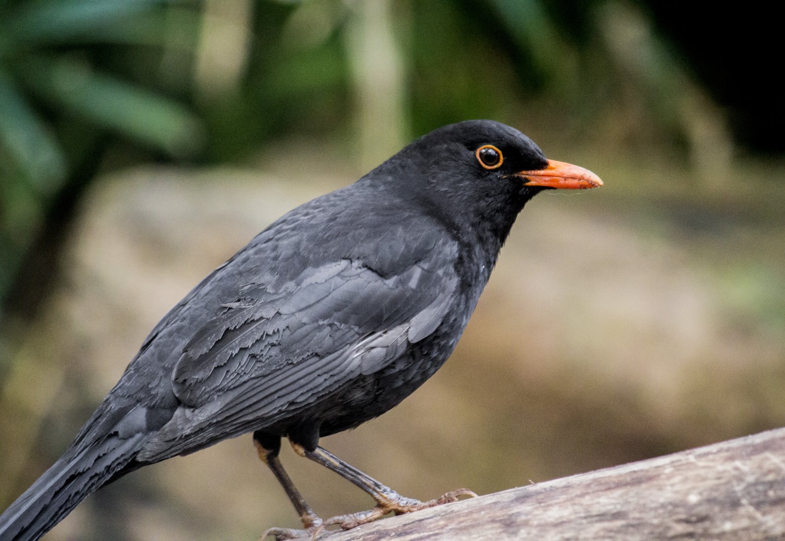 Canarian blackbird, Turdus merula cabrerae