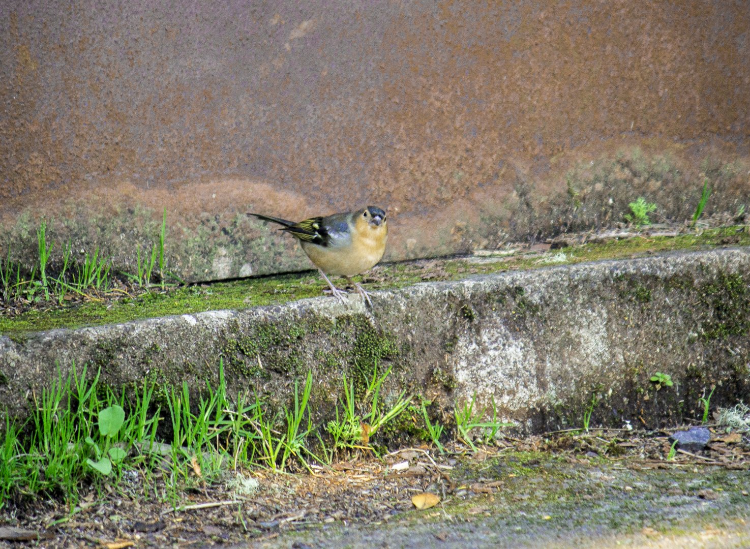 Canarian common chaffinch, Fringilla coelebs canariensis