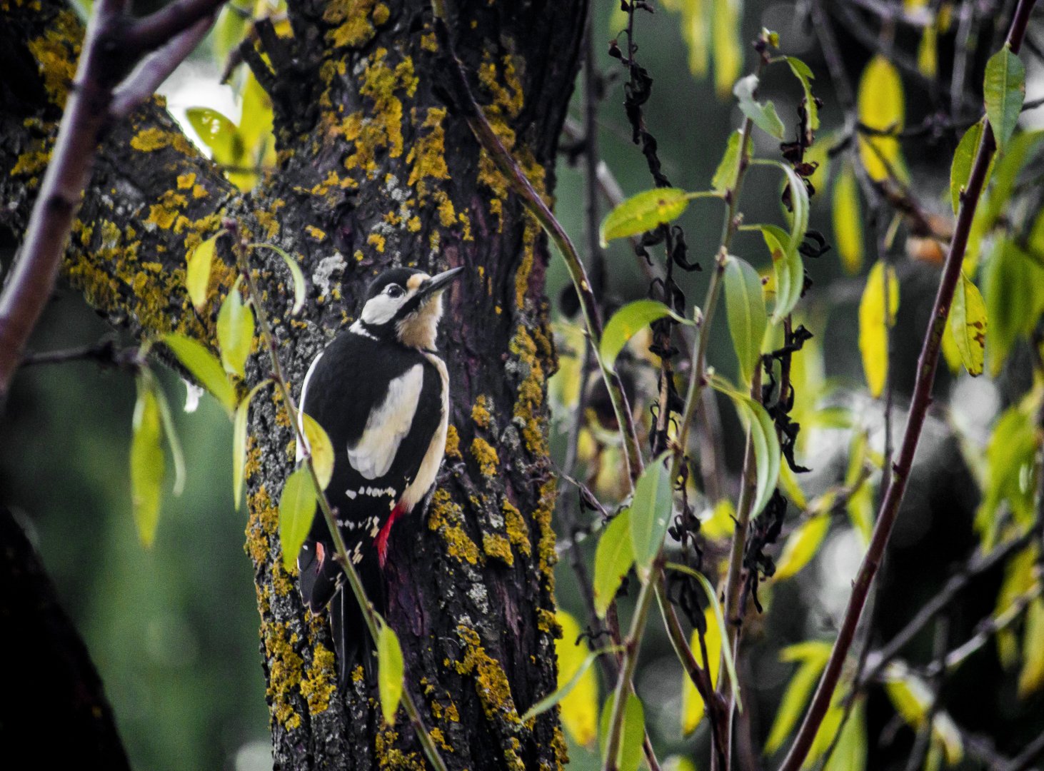 Canarian great spotted woodpecker, Dendrocopos major canariensis