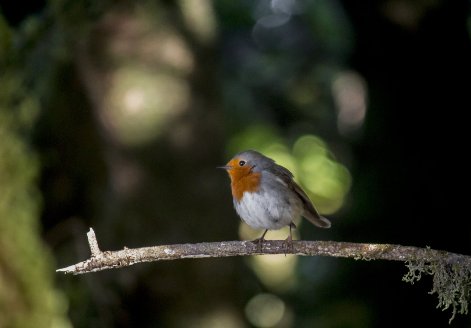 Canarian robin, Erithacus rubecula superbus