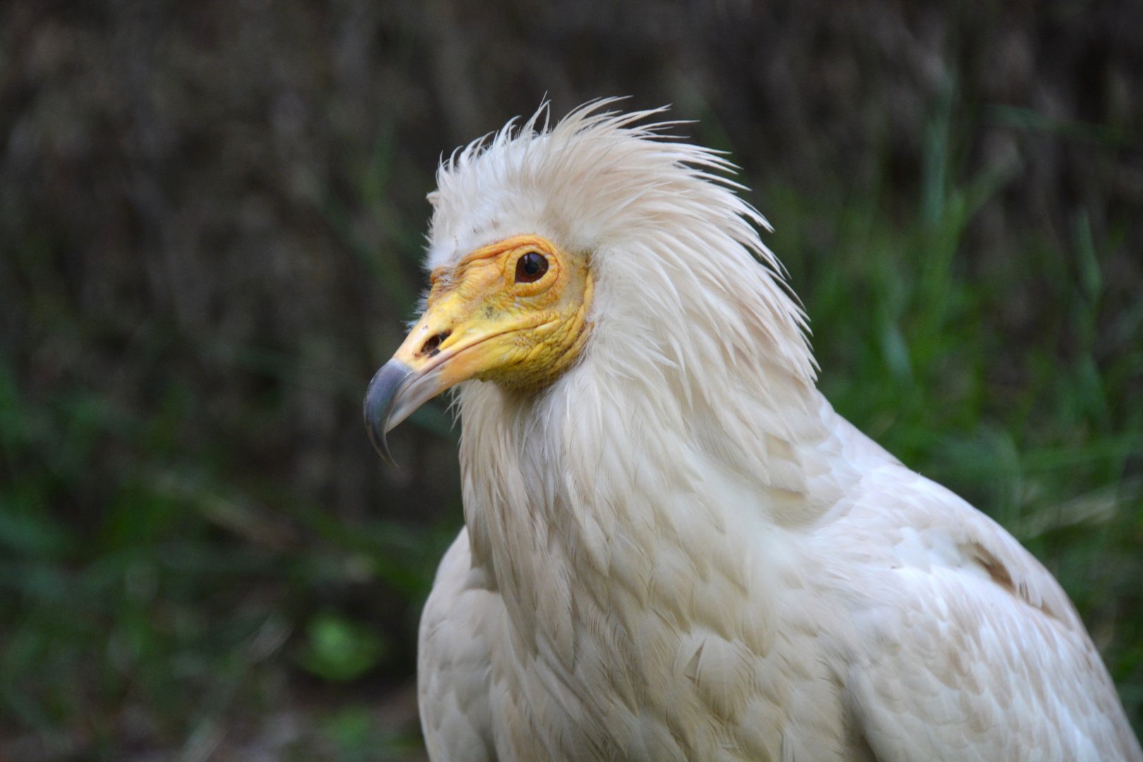 Canarian vulture (Neophron percnopterus majorensis)