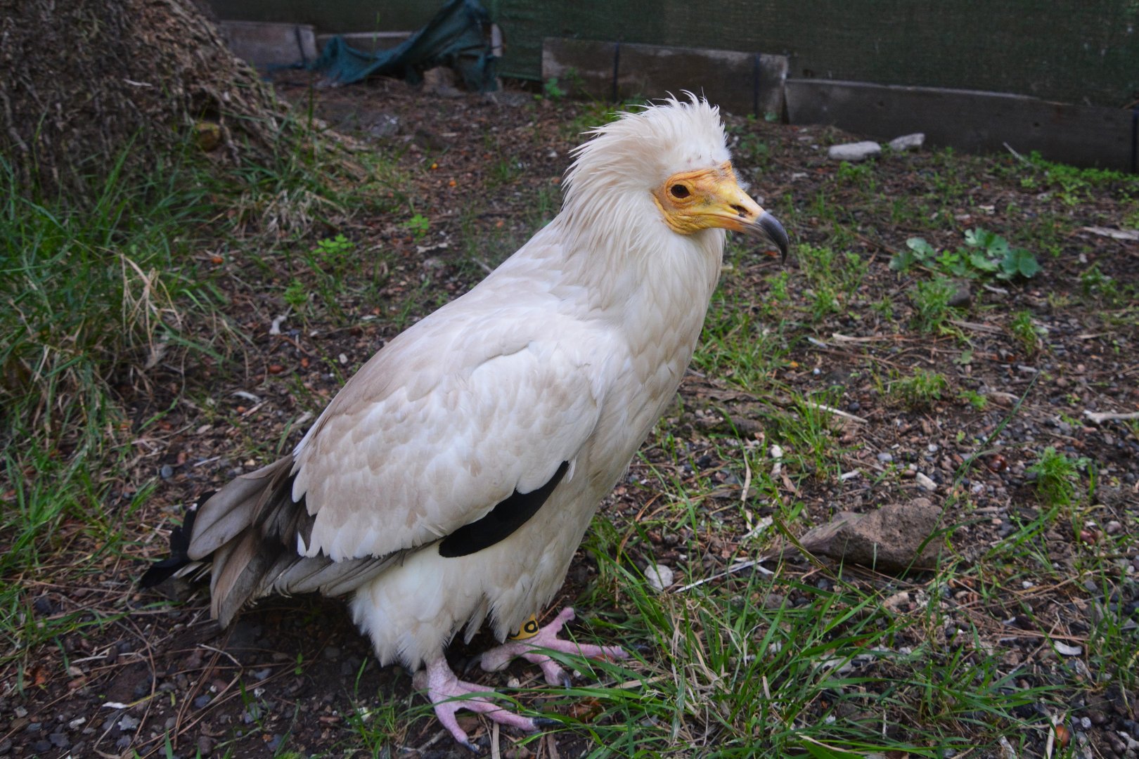 Canarian vulture (Neophron percnopterus majorensis)