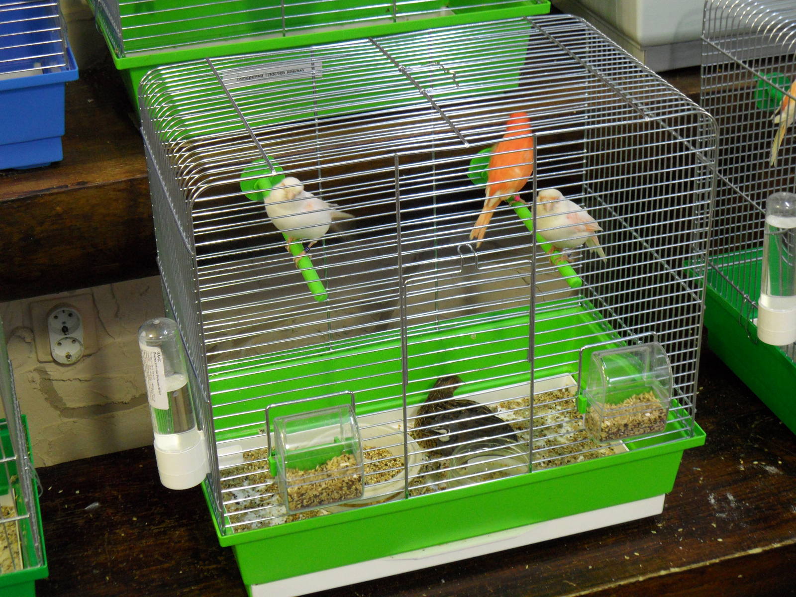 Canaries and Chinese quails - bird show'12