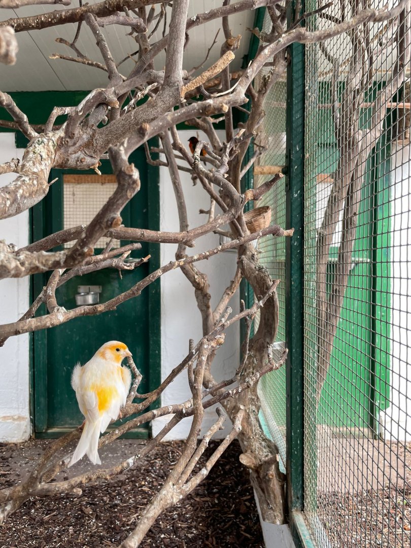 Canary Bird Aviary