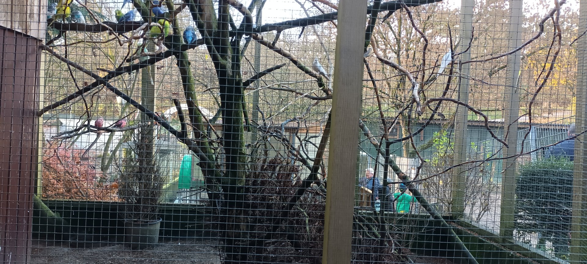 Canary Bird, Budgerigar Breedingform, Cockatiel Breedingform and Red crowned Parakeet Breedingform Aviary