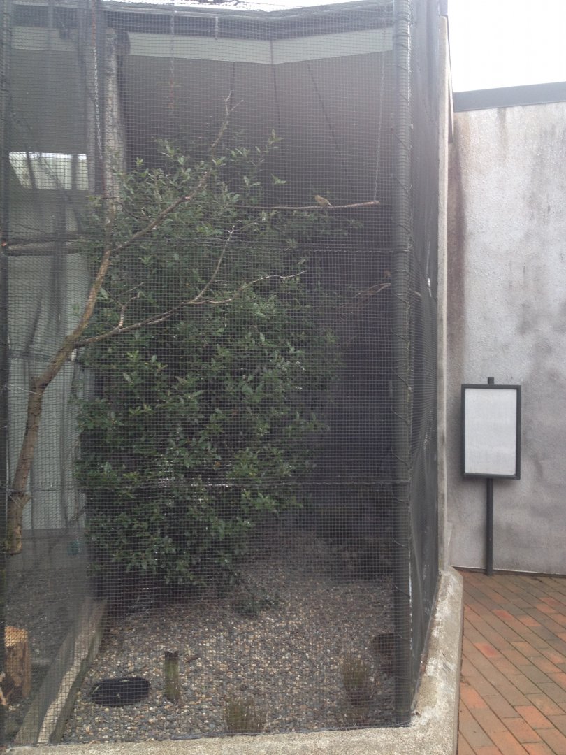 Canary Bird exhibit