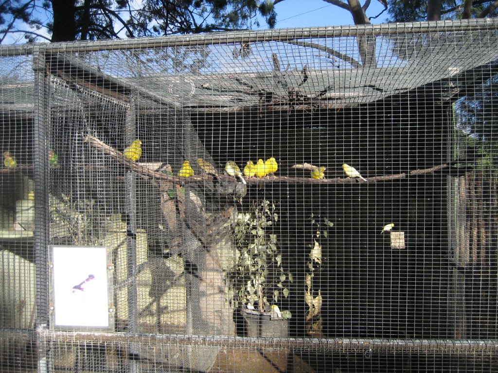 Canary cage