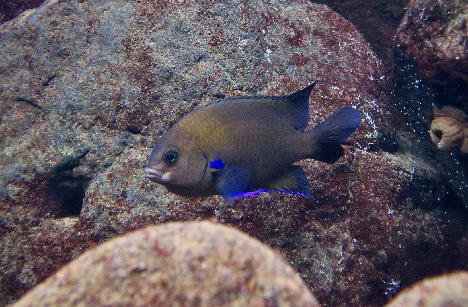Canary Damsel (Similiparma lurida)