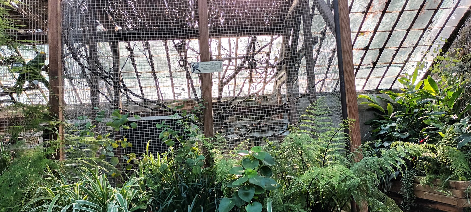 Canary Finch and Diamond Dove Aviary