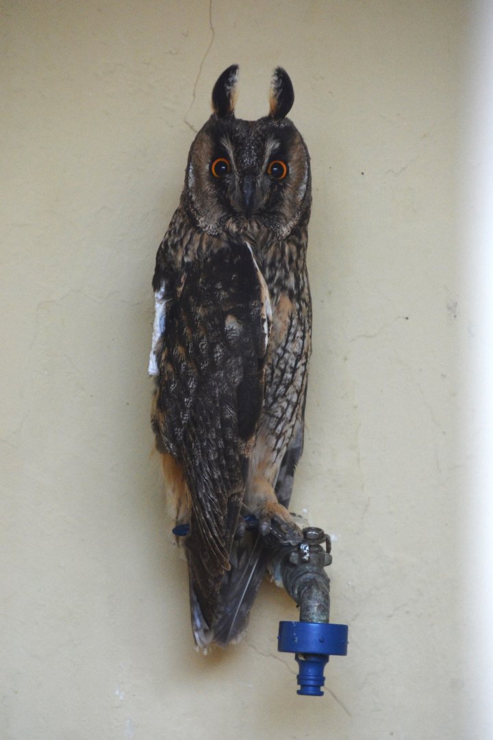 Canary Island long-eared owl (Asio otus canariensis)